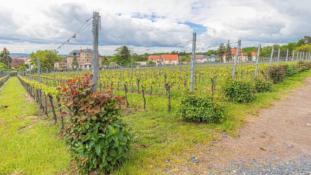 Impressionen vom Weingut Matyas in Coswig/ Sachsen